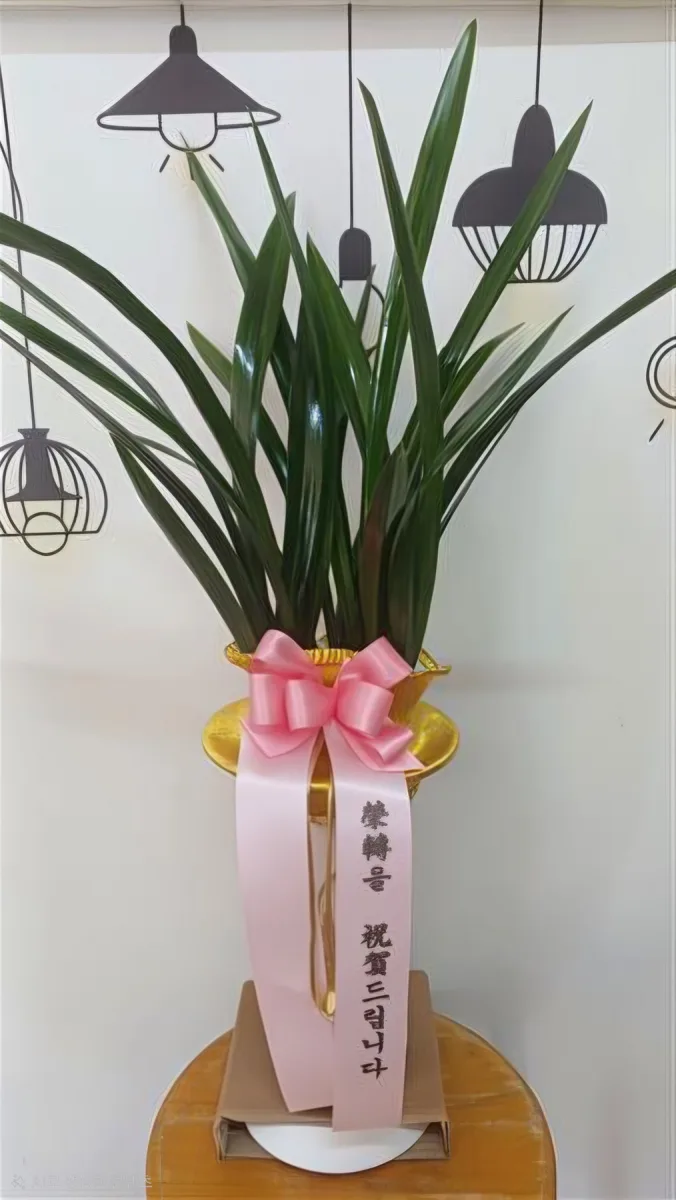 실제 배송 동양란